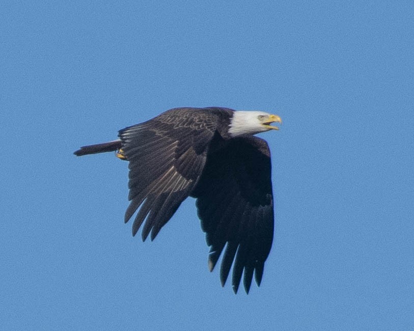 Bald Eagle - ML615753818