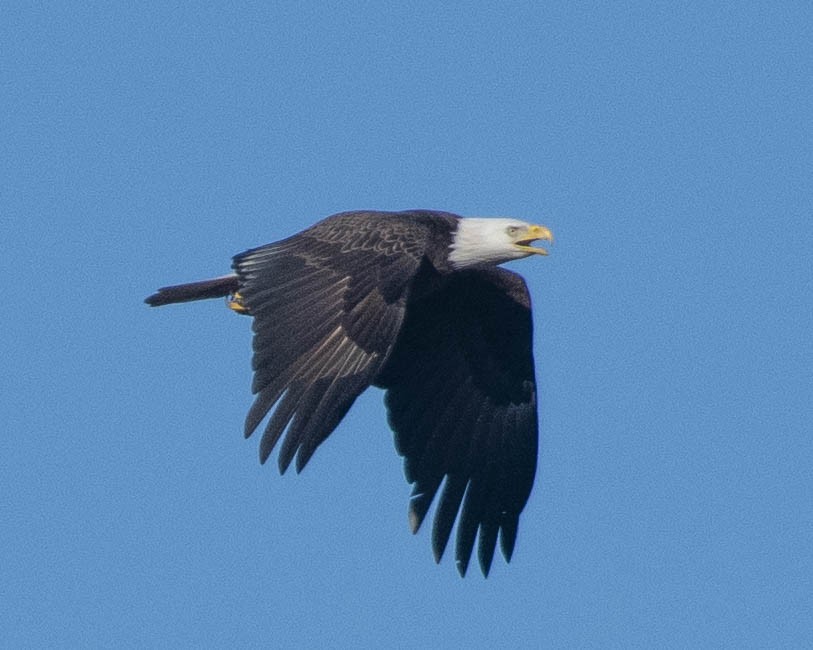 Bald Eagle - Gary Hofing