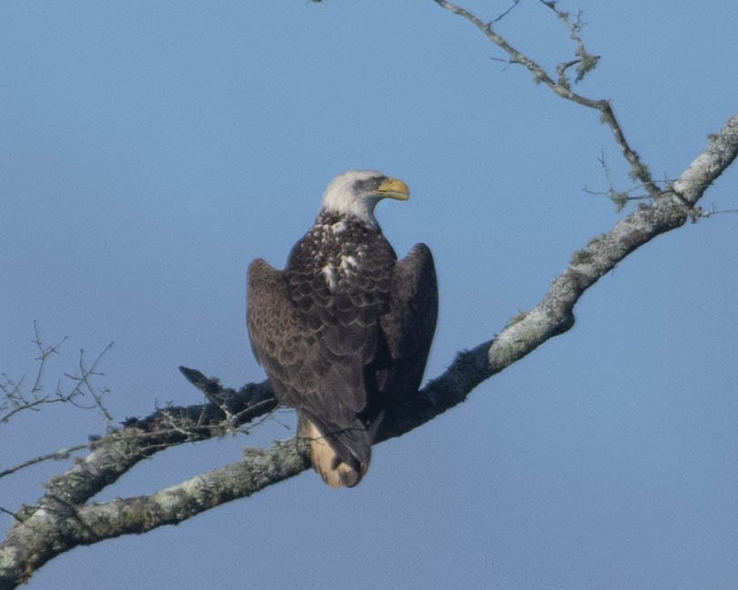 Bald Eagle - Gary Hofing