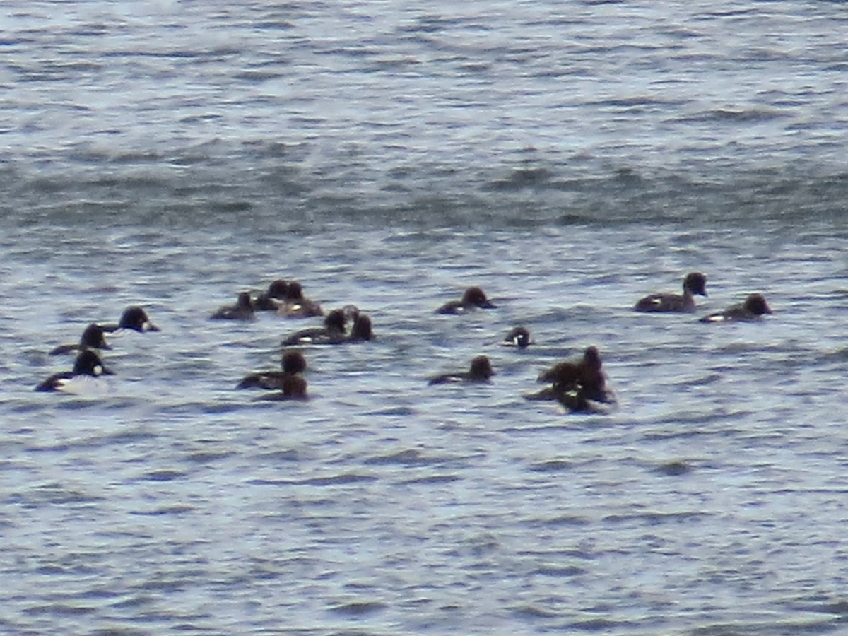 Harlequin Duck - ML615753826