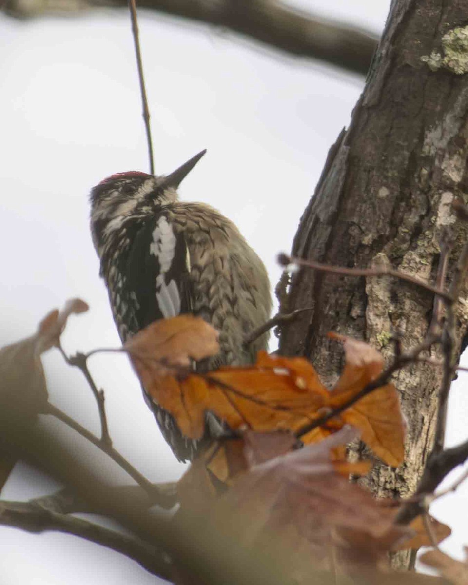 Yellow-bellied Sapsucker - Gary Hofing