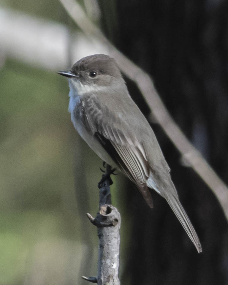 Eastern Phoebe - Gary Hofing