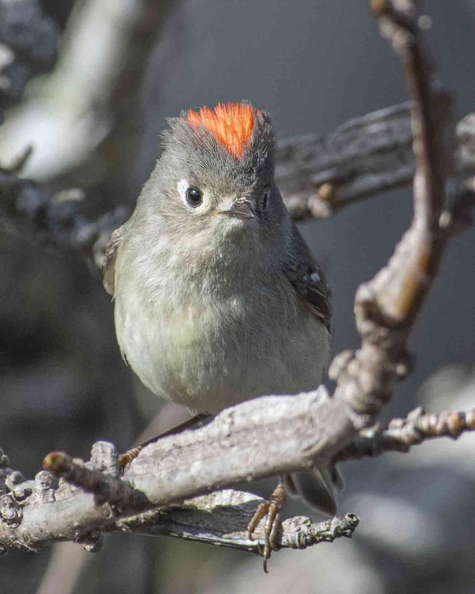 Ruby-crowned Kinglet - Gary Hofing