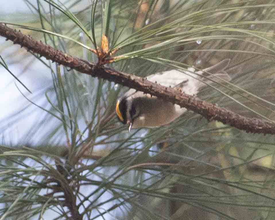 Roitelet à couronne dorée - ML615753860