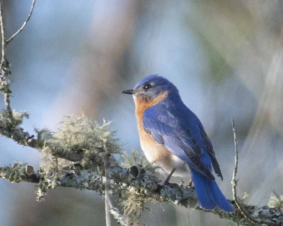 Eastern Bluebird - Gary Hofing