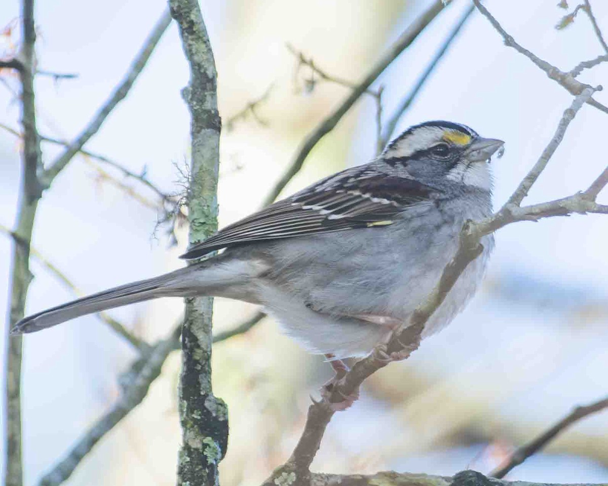 White-throated Sparrow - Gary Hofing