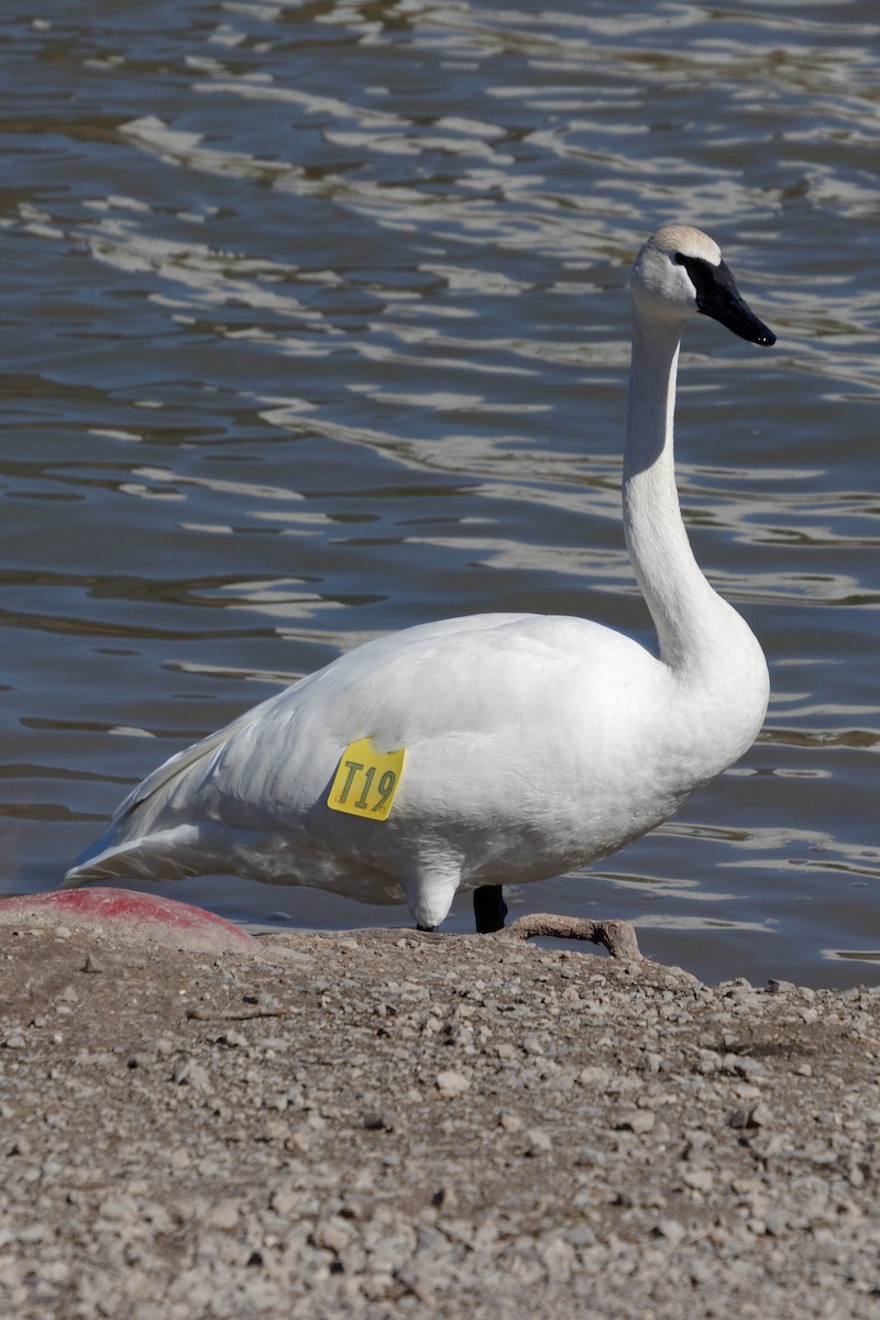 Trumpeter Swan - ML615753870