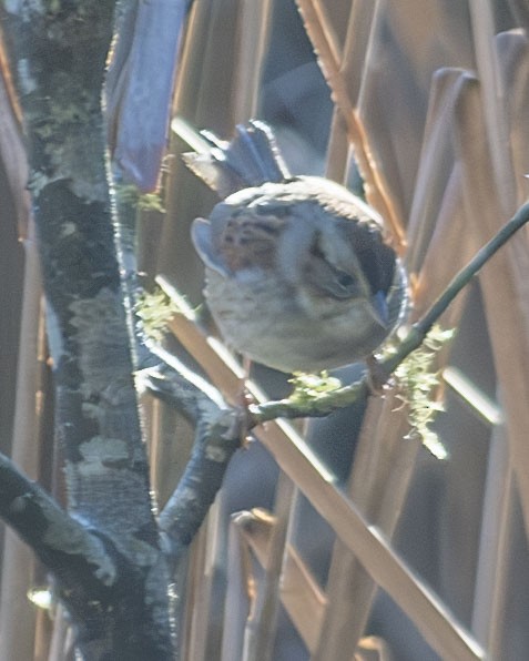 Swamp Sparrow - Gary Hofing