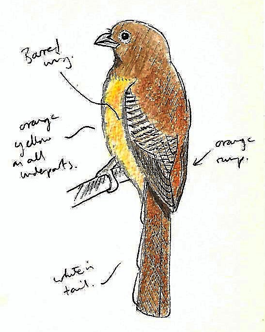 Red-naped Trogon - ML615753877