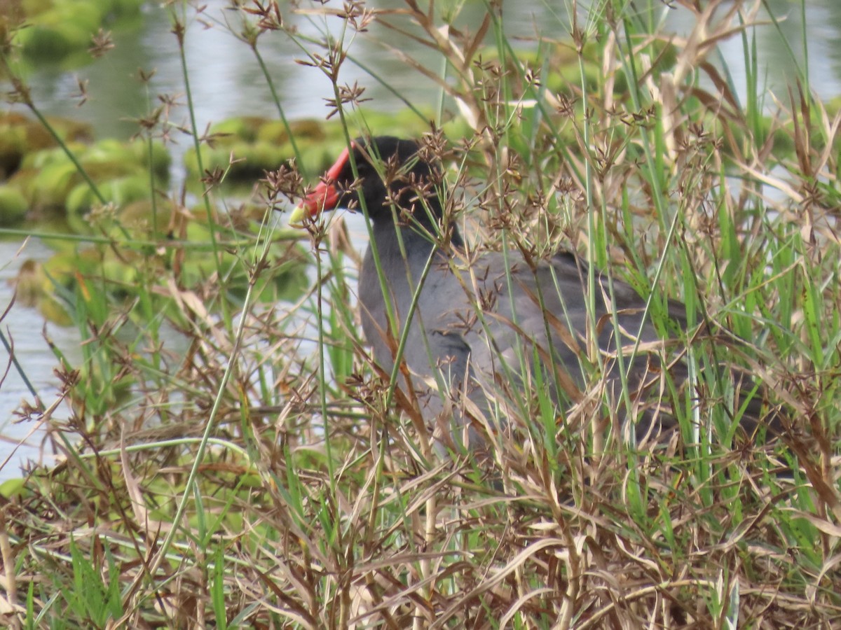 Gallinule d'Amérique - ML615753883