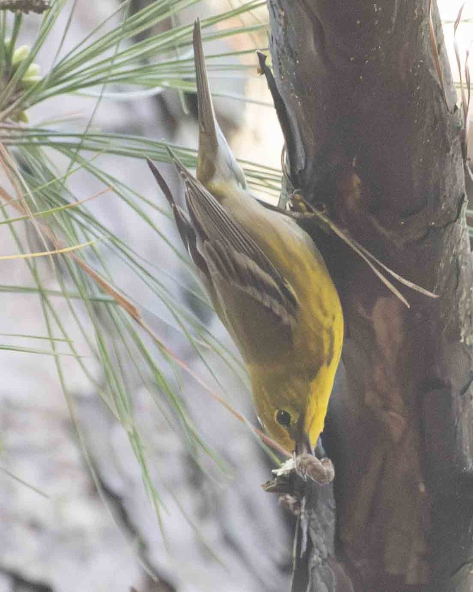 Pine Warbler - Gary Hofing