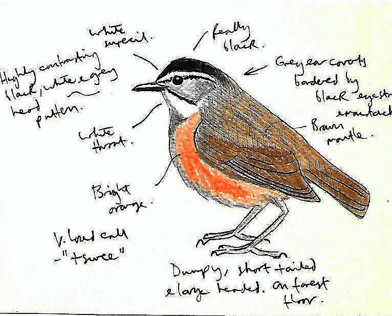 Malayan Black-capped Babbler - ML615753907