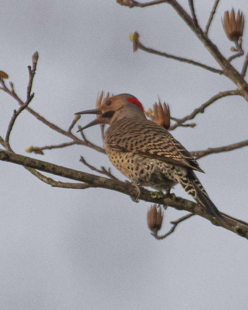 Northern Flicker - Gary Hofing