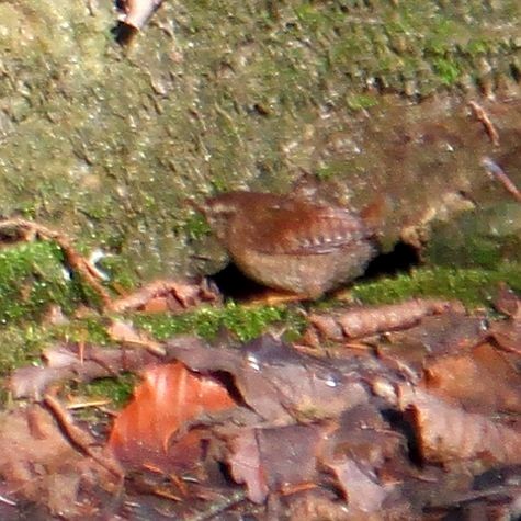 Eurasian Wren - ML615753991