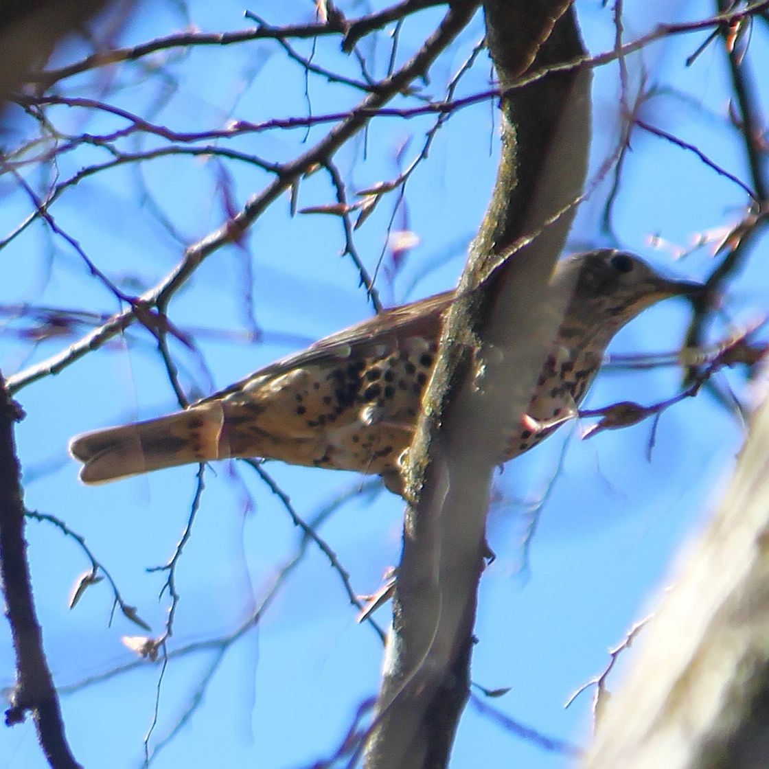 Mistle Thrush - ML615753994