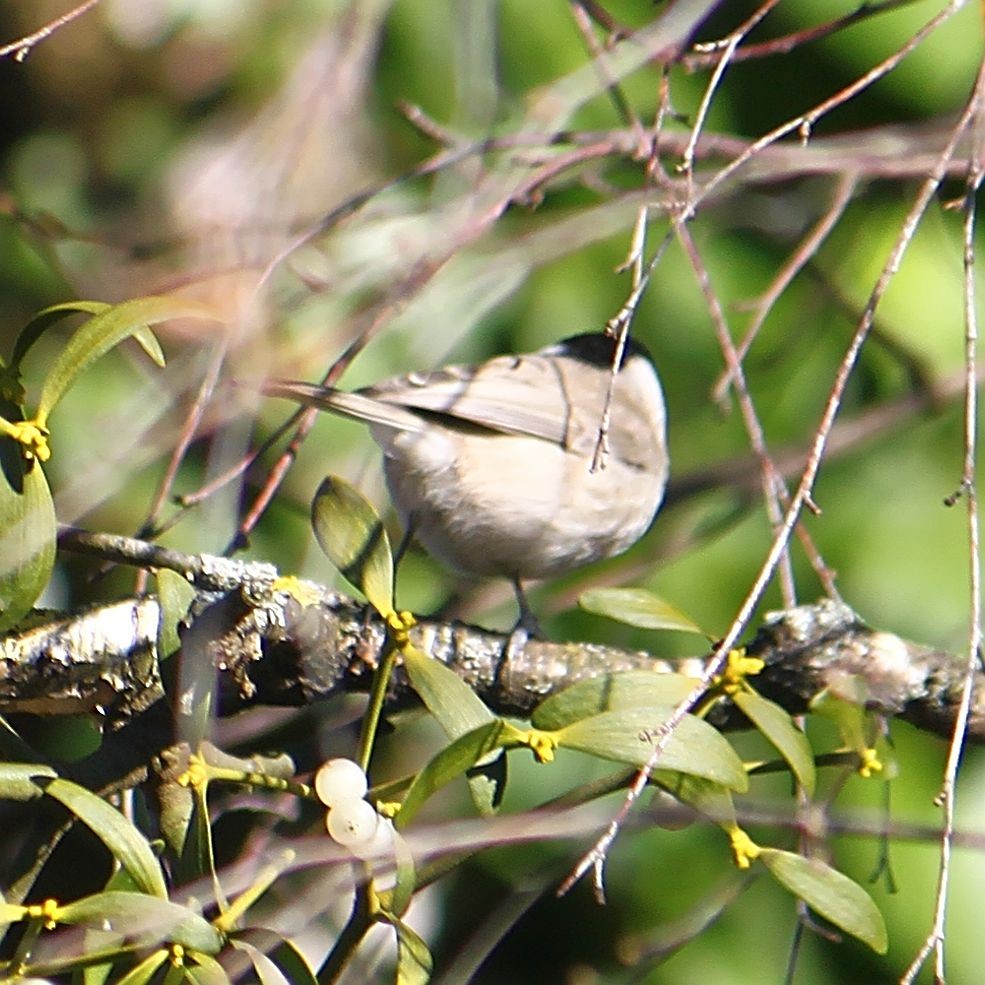 Marsh Tit - ML615753996