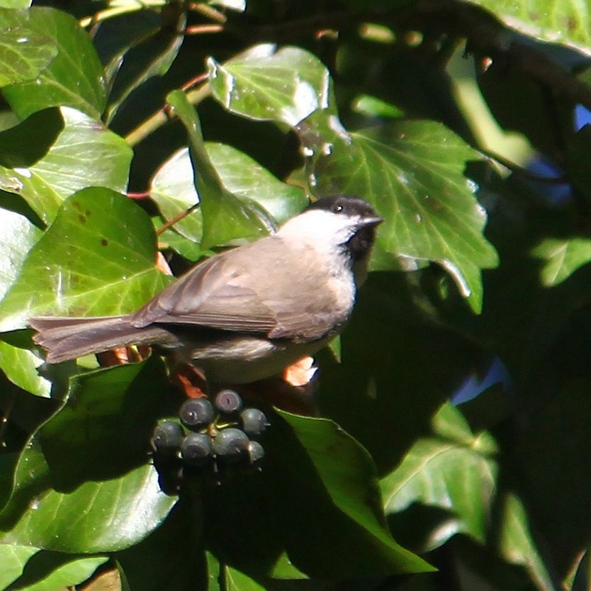 Marsh Tit - ML615753998