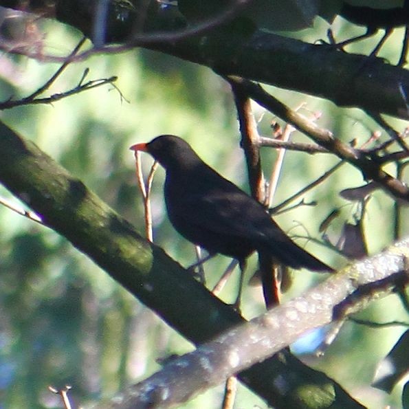 Eurasian Blackbird - ML615753999