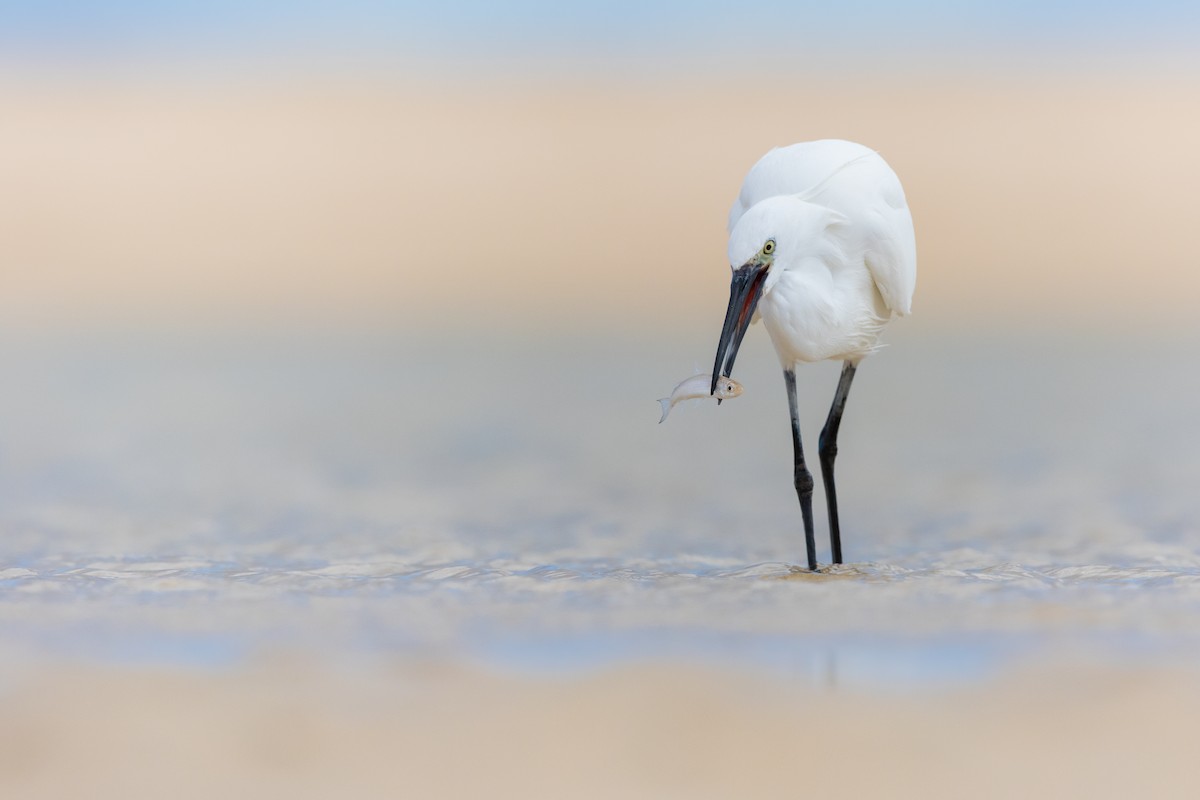 Little Egret - ML615754022