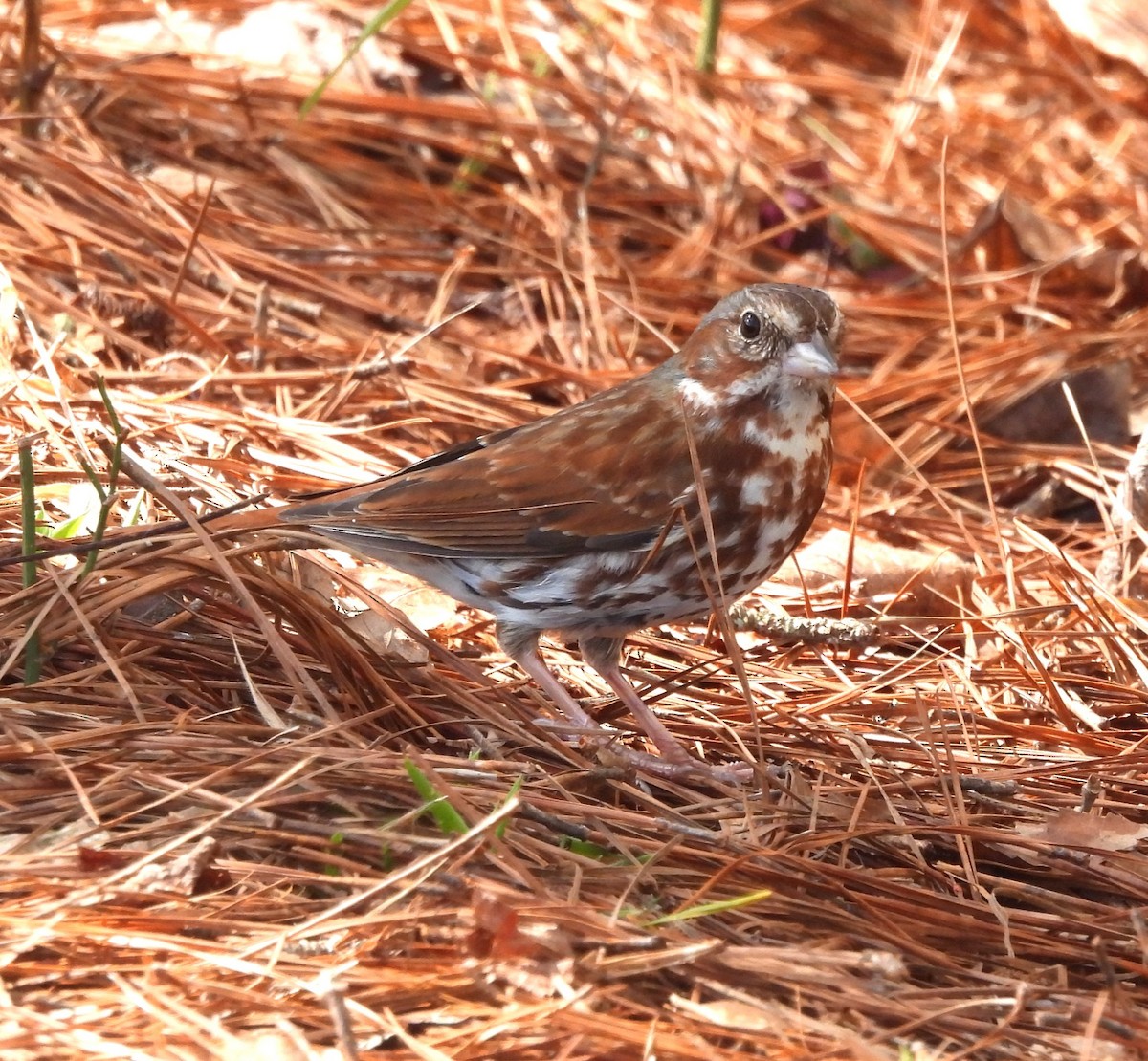 Fox Sparrow - Michelle Forte