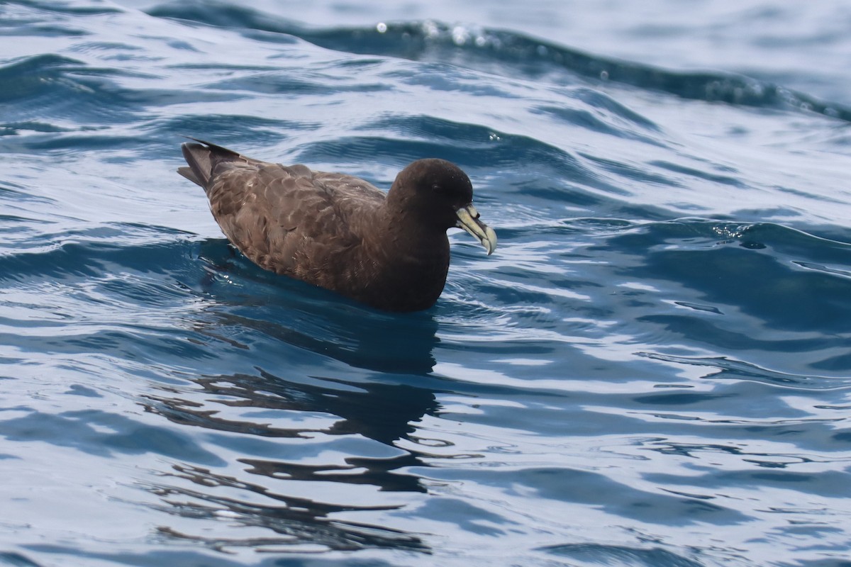 Puffin à menton blanc - ML615754064