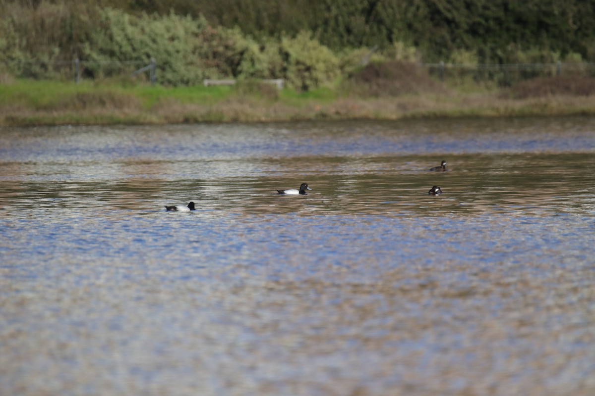 Greater Scaup - ML615754104