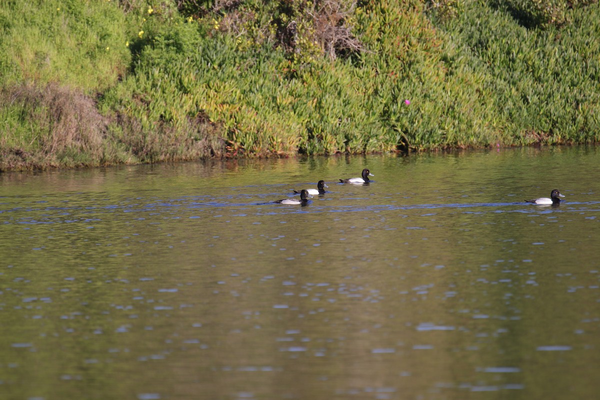 Ring-necked Duck x scaup sp. (hybrid) - ML615754159