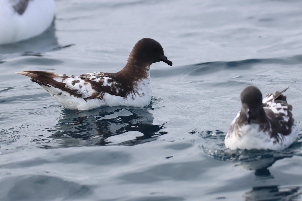 Cape Petrel - ML615754173