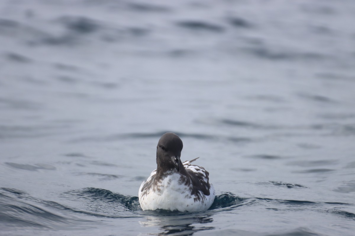 Cape Petrel - ML615754174