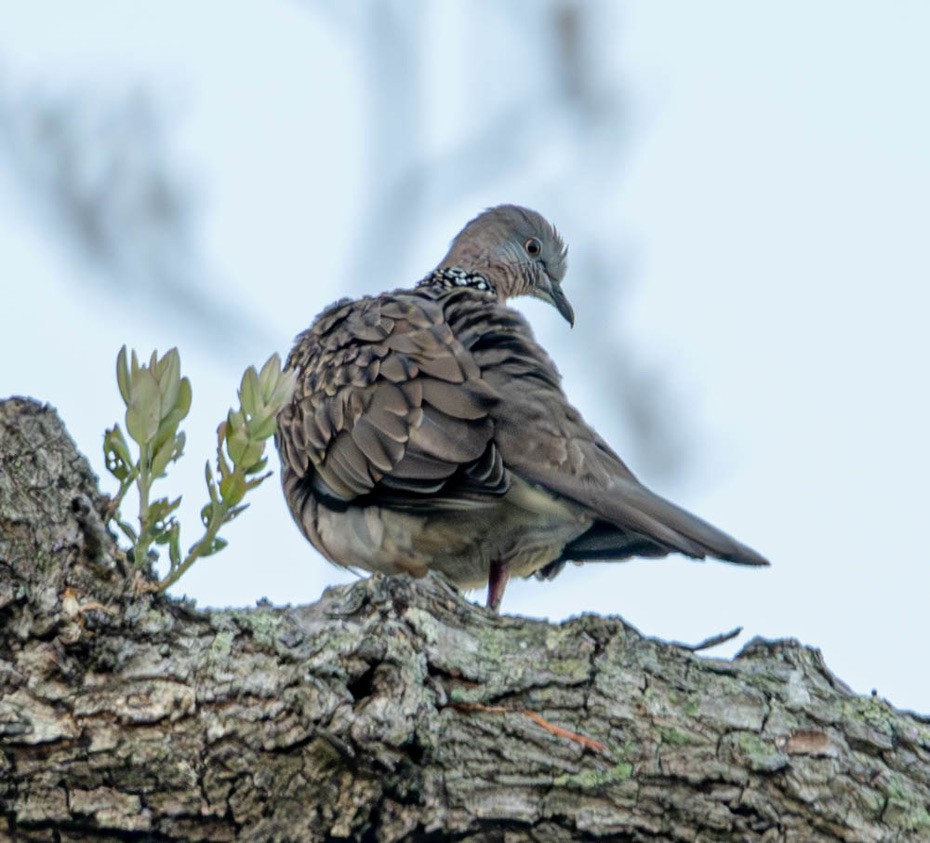 Spotted Dove - ML615754175