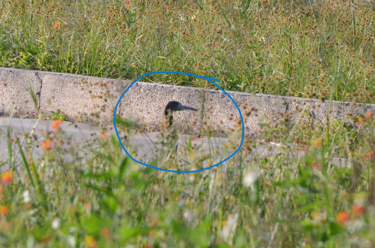 Little Blue Heron - 🦜 Daniel Correia 🦜