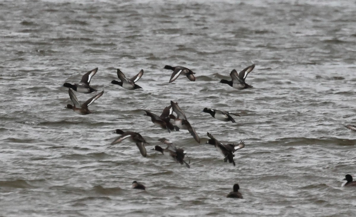 Greater Scaup - Ken McKenna