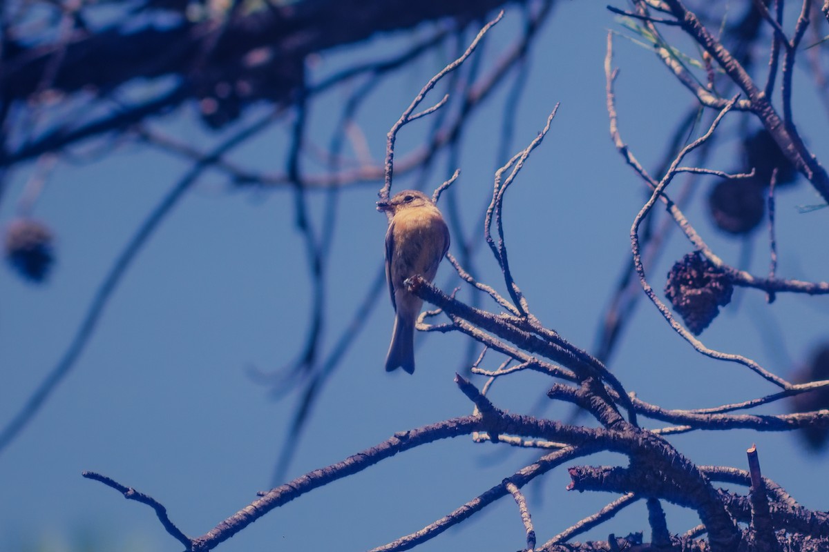 Buff-breasted Flycatcher - ML615754230