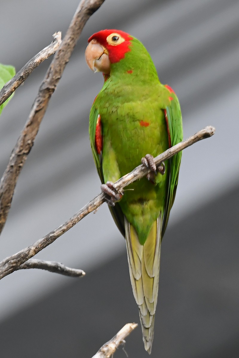 Red-masked Parakeet - Guido Bennen
