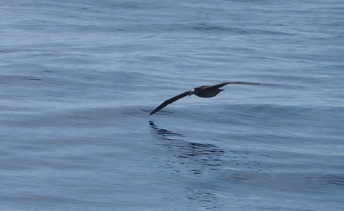 Black-footed Albatross - James Maughn