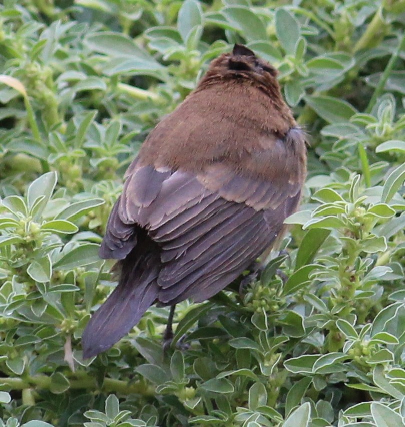 Varied Bunting - ML61575431