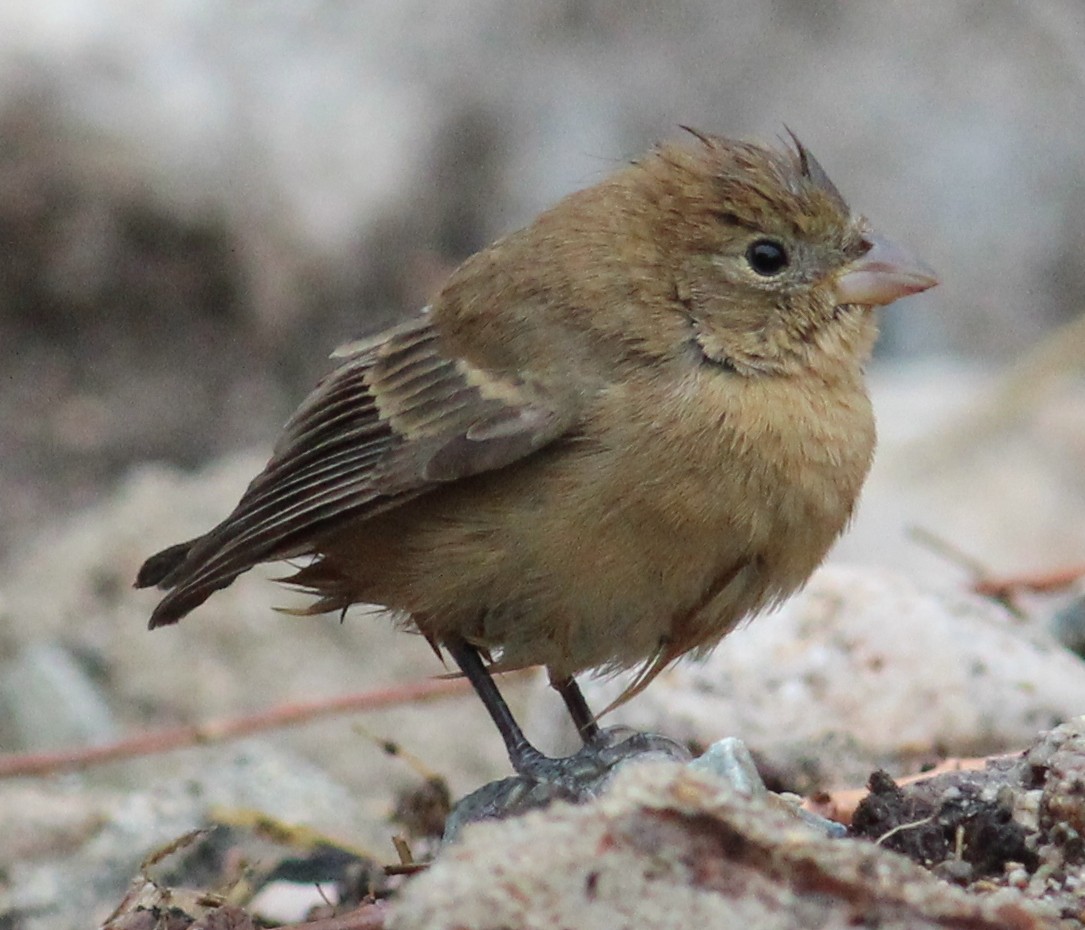 Varied Bunting - ML61575441