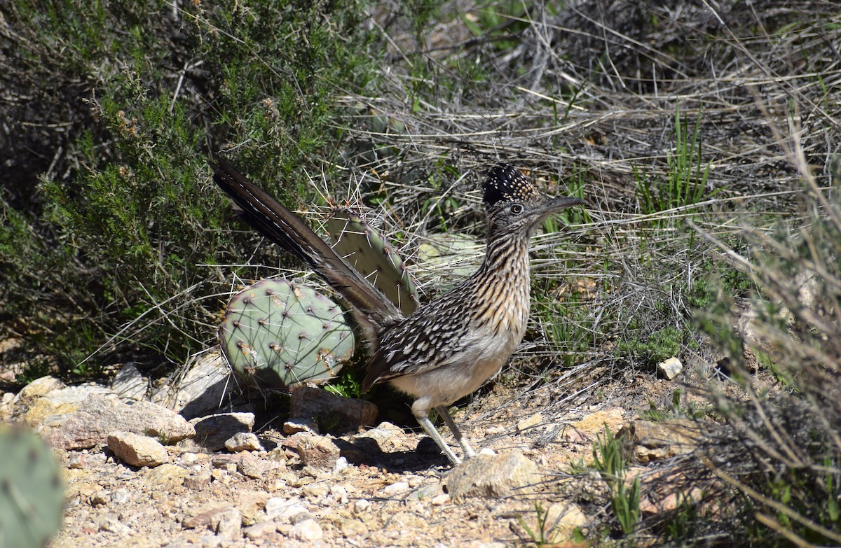 Greater Roadrunner - ML615754472