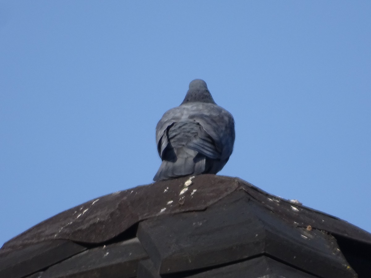 Rock Pigeon (Feral Pigeon) - ML615754486