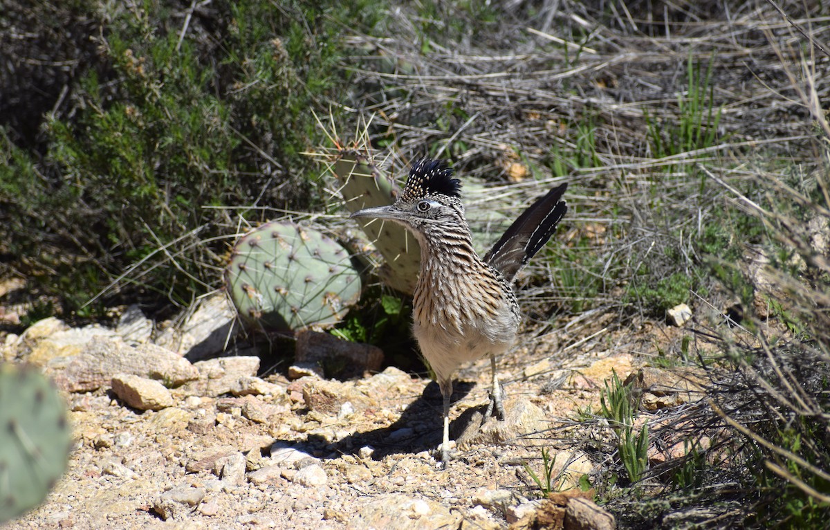 Greater Roadrunner - ML615754489