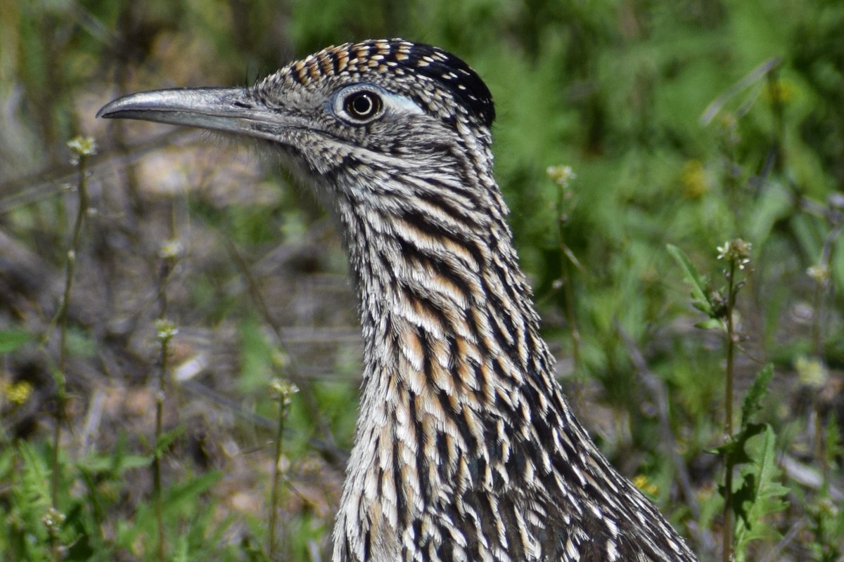 Greater Roadrunner - ML615754517