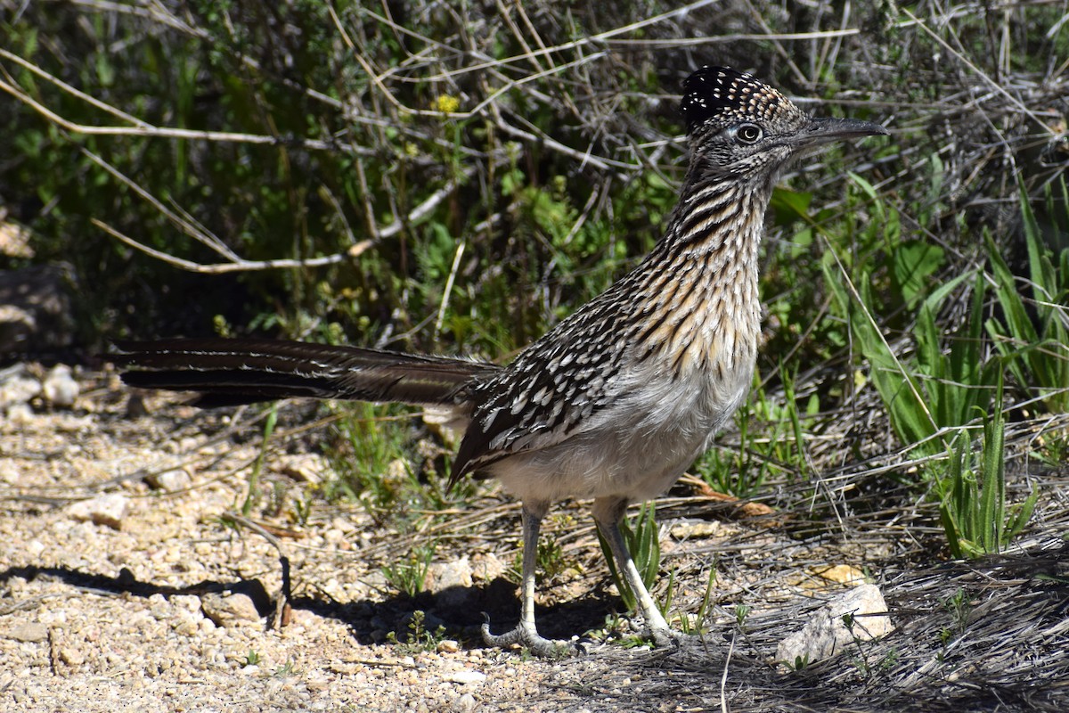 Greater Roadrunner - ML615754533