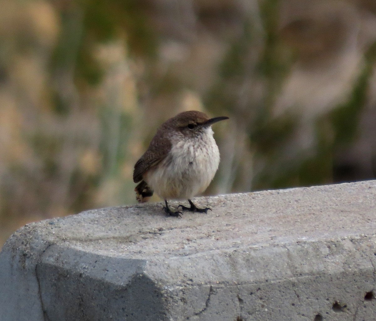 Rock Wren - ML615754569