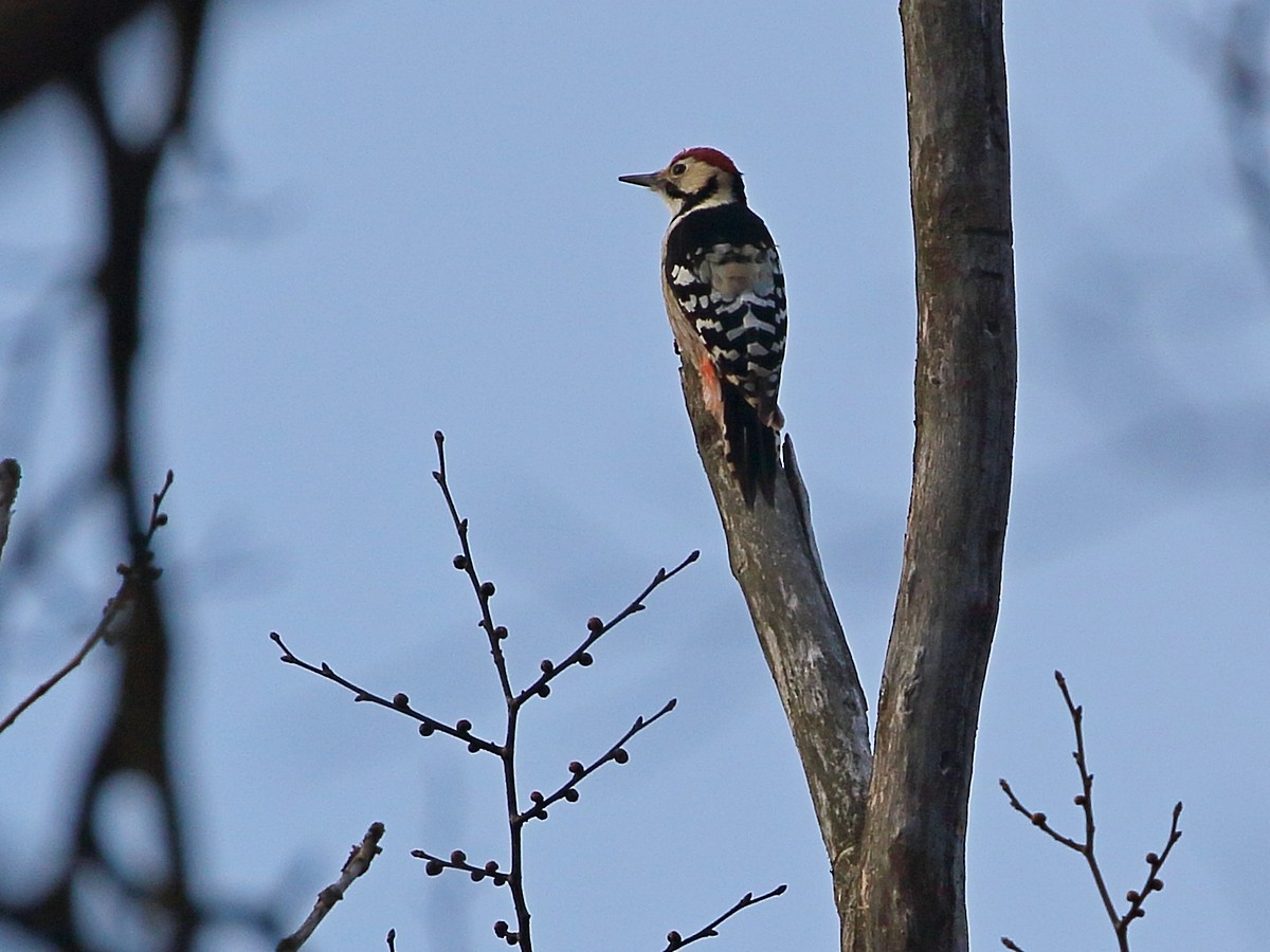 White-backed Woodpecker (White-backed) - ML615754621