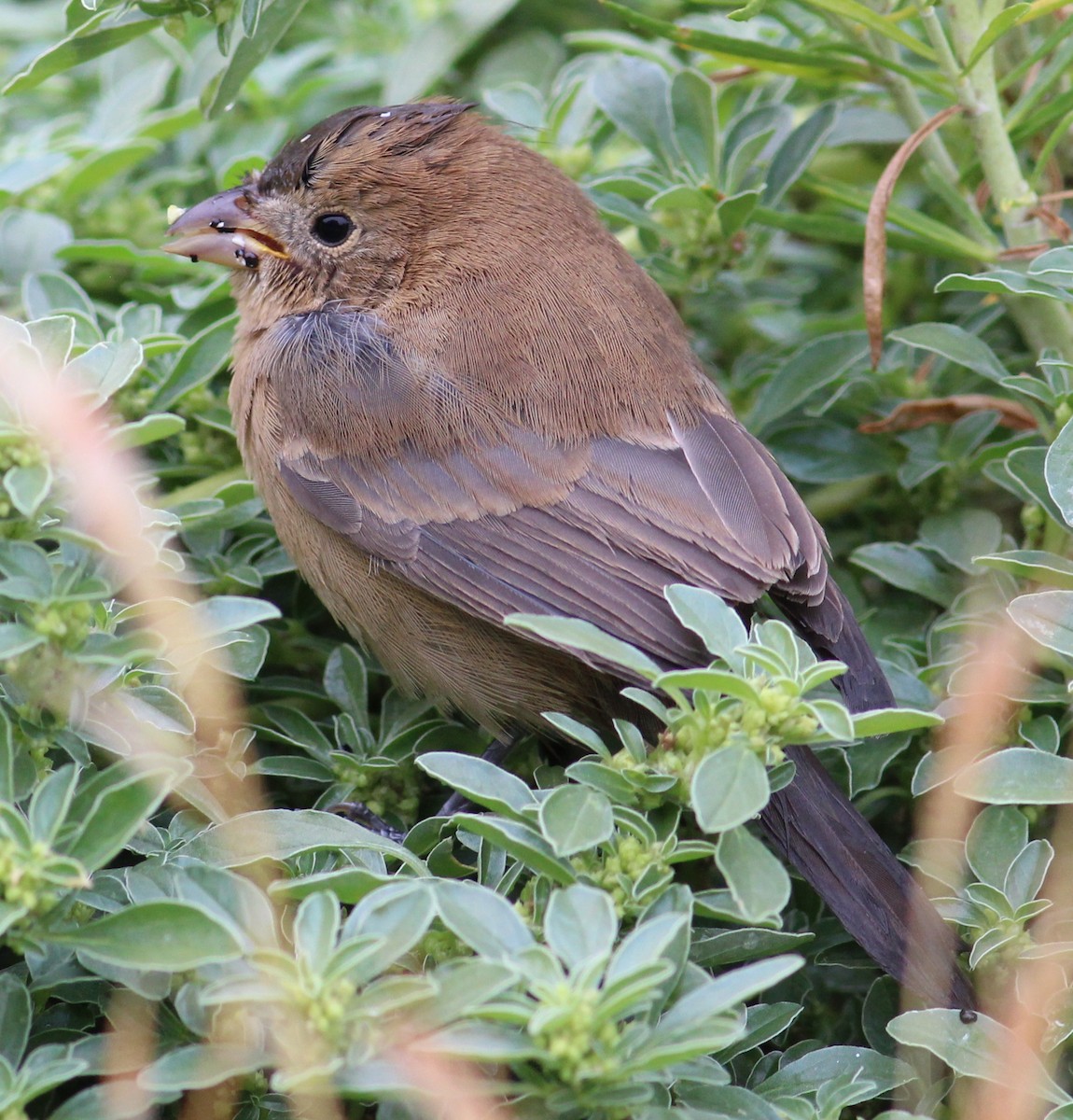 Varied Bunting - ML61575471