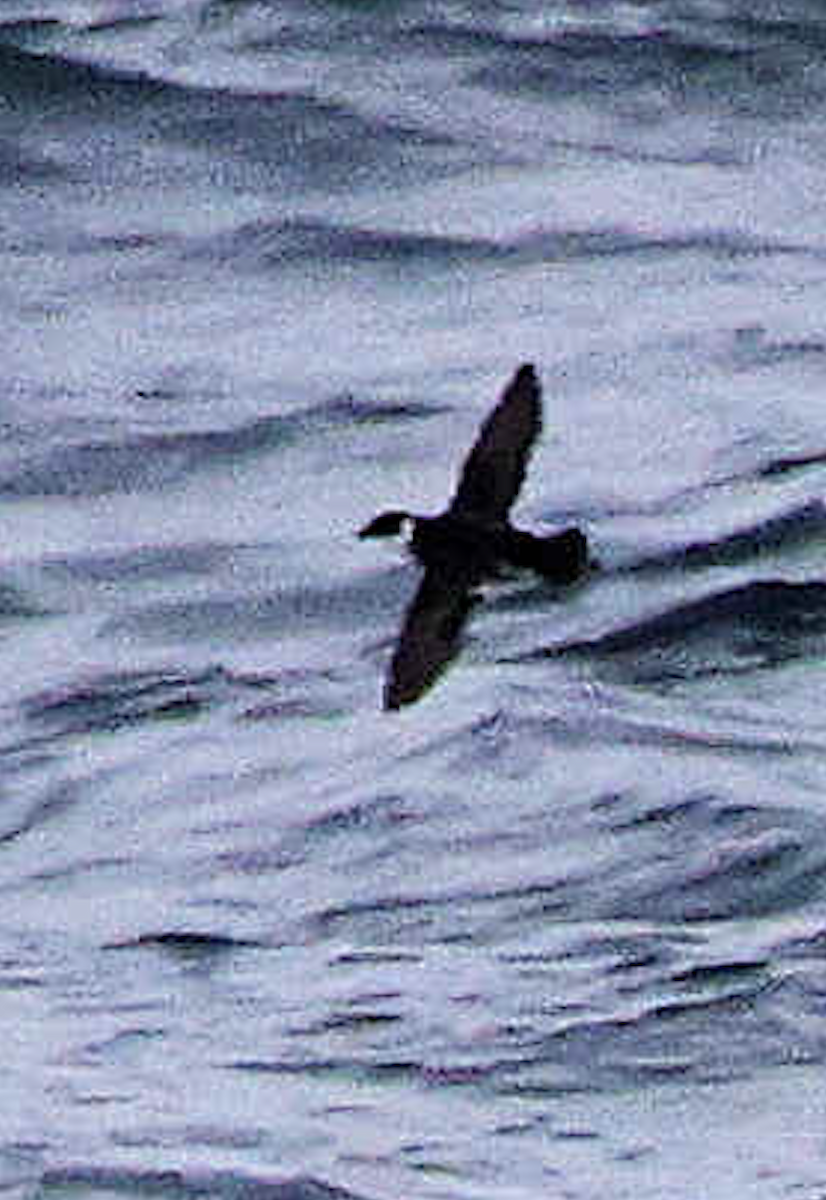 Magellanic Diving-Petrel - Bret Whitney