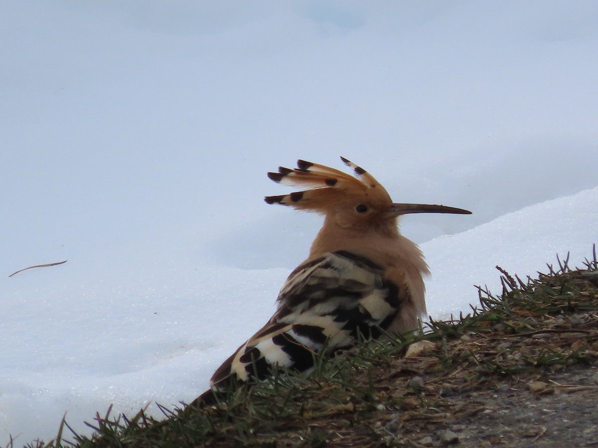 Eurasian Hoopoe - ML615754804