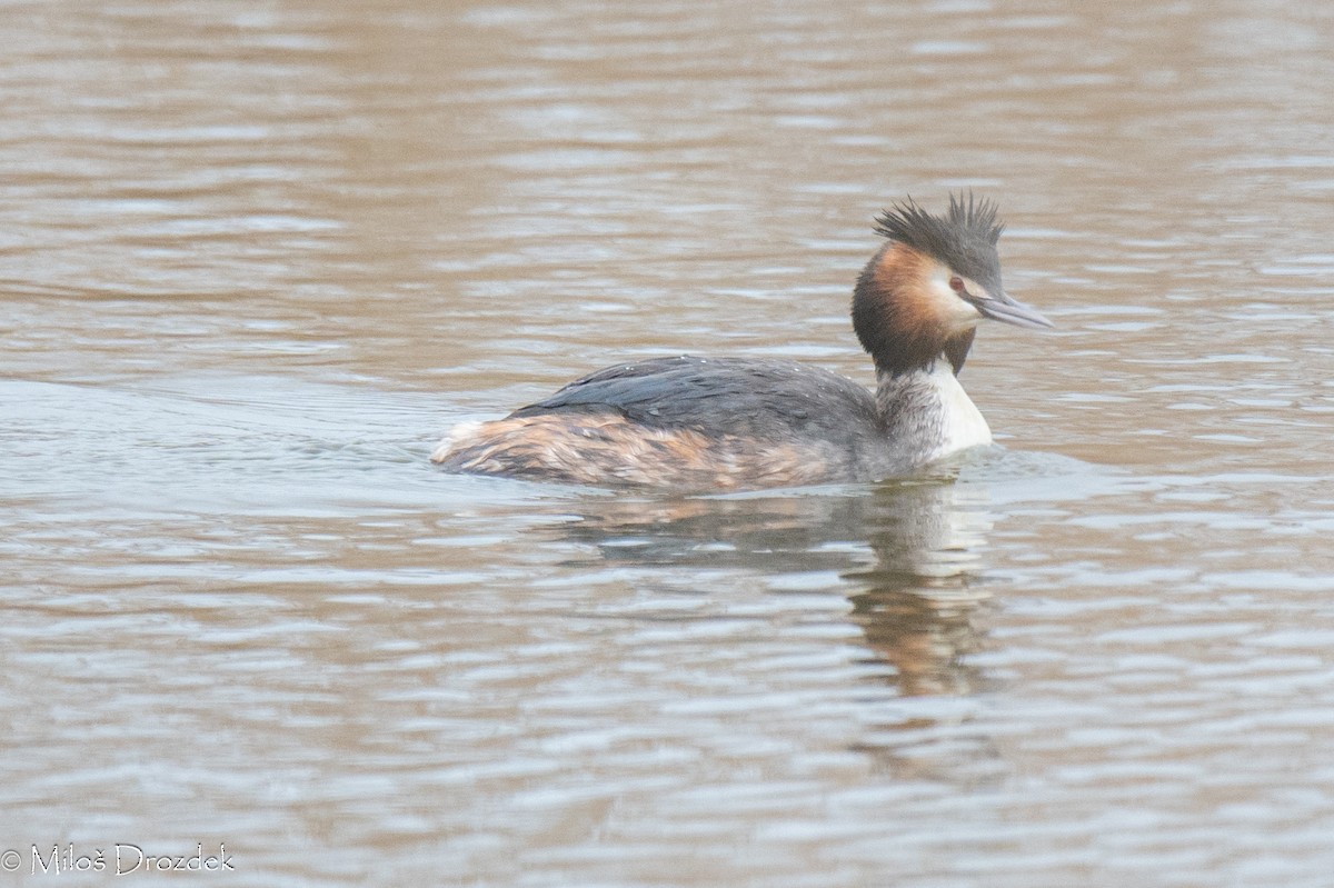 Great Crested Grebe - ML615754805
