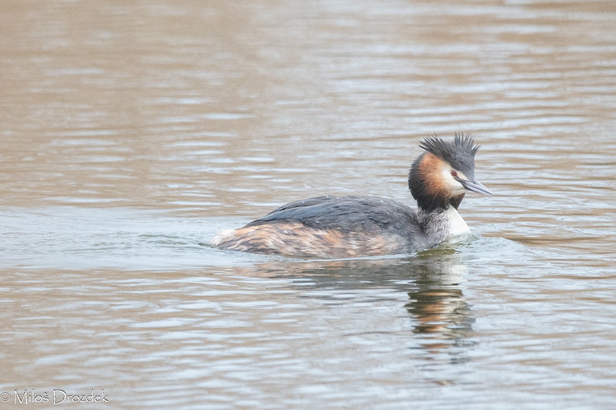 Great Crested Grebe - ML615754806