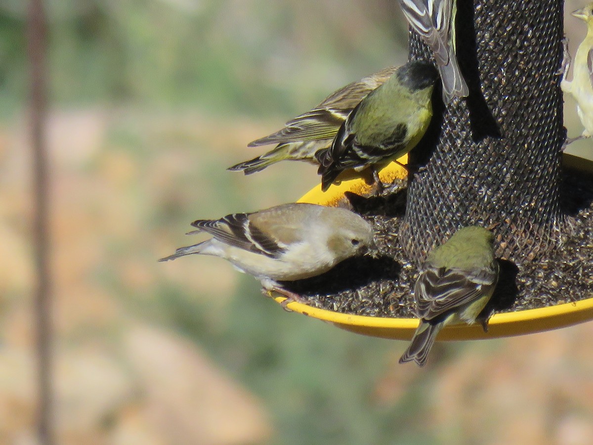 American Goldfinch - ML615754840